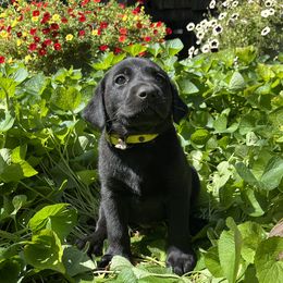 Piper - Black female Labrador Retriever puppy in Alger, Ohio from Osborne Family Retrievers