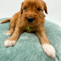 Snickers - Red  male Goldendoodle puppy in Sunman, Indiana from Brunsman Country Doodles LLC