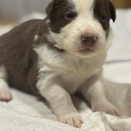 F1 - White and red female Border Collie puppy in Meridian, Mississippi from Border Hollow Border Collies