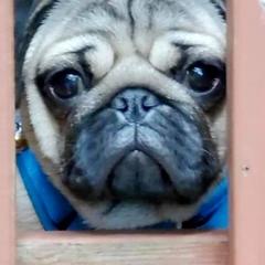 Pugs from The Pug Patch