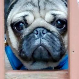 Pugs from The Pug Patch