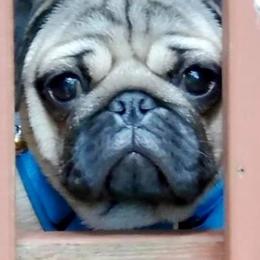 Pugs from The Pug Patch