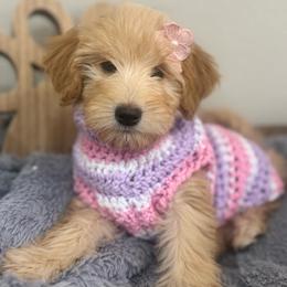 Chai-Purple - Sable female Bernedoodle puppy in Oak Hills, California from High Desert Doodles