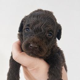 Brioche - Brown female Poodle puppy in Grovetown, Georgia from PND Kennel