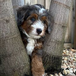 Bernedoodles from Lolli’s Bernedoodles
