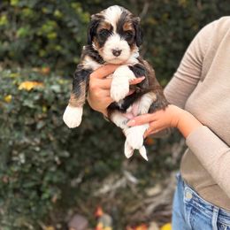 Daisy - Sable female Bernedoodle puppy in Huntington Beach, California from The Canine Society