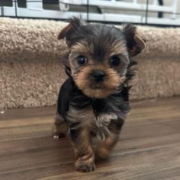 Bentley - Black and tan male Yorkshire Terrier puppy in Knoxville, Tennessee from Rainbow Bliss Yorkies