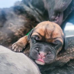 Green Boy - Fawn Cane Corso puppy in Montgomery, New York from Mormaxx Kennel
