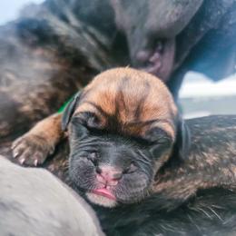 Green Boy - Fawn Cane Corso puppy in Montgomery, New York from Mormaxx Kennel