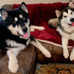 Alaskan Malamute puppies from Edgend Alaskan Malamutes