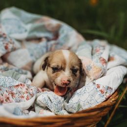 American Corgi and Pembroke Welsh Corgi Puppies from Dollhouse Farm