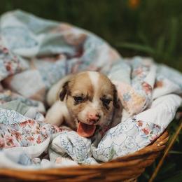 American Corgi and Pembroke Welsh Corgi Puppies from Dollhouse Farm