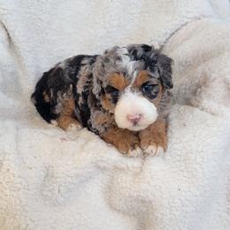 Cassie - Blue merle female Bernedoodle puppy in East Earl, Pennsylvania from Mountainside Puppies
