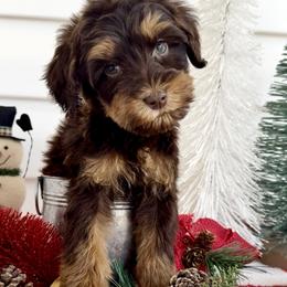 Beetlejuice - Chocolate male Australian Labradoodle puppy in Wesley Chapel, Florida from GWagz