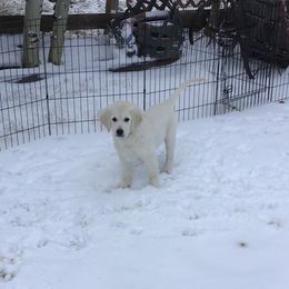 Golden Retriever Puppies from Snow Walker Goldens