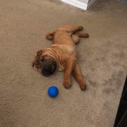 Chinese Shar-Pei Puppies from Sunspire Shar-pei