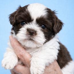 Hunter - Liver and white male Shih Tzu puppy in Tallahassee, Florida from Bows and Bow Ties