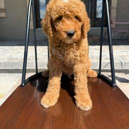 Boy 3 - Red  male Goldendoodle puppy in Lyman, Wyoming from Backcountry Doodles