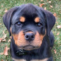 Rottweiler and Shih Tzu Puppies from Vom Hause Noble Rottweilers and Shih Tzu