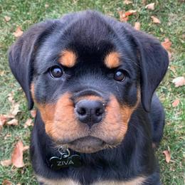 Rottweiler and Shih Tzu Puppies from Vom Hause Noble Rottweilers and Shih Tzu