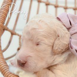 Penny - Cream female Goldendoodle puppy in Dayton, Ohio from Perks Court Doodles