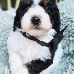 Black - Black tri-color male Aussiedoodle puppy in Georgetown, California from Foothill Aussies