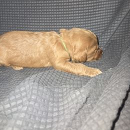 Goldendoodle Puppies from Spirited Doodles