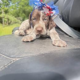 Female 2 - Liver roan female German Shorthaired Pointer puppy in Axtell, Texas from Texas German Shorthaired Pointers