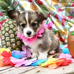 Mary - Sable female Pembroke Welsh Corgi puppy in Valley, Washington from Corgis of the Mountain Valley