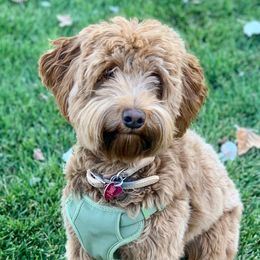 Goldie - Australian Labradoodle
