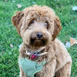 Goldie - Australian Labradoodle