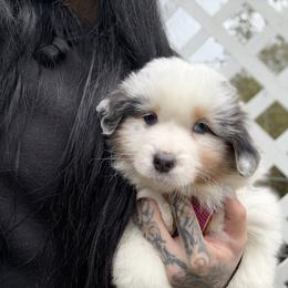 Jewel (with tail) - Blue merle female Miniature American Shepherd puppy in Olympia, Washington from Shamayim Shepherds