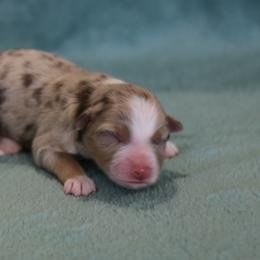 Firefly - Red merle female Miniature Australian Shepherd puppy in Weatherford, Texas from Ridgestar Aussies