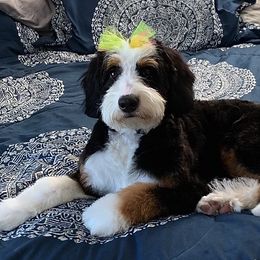 Bernedoodles and Goldendoodles from P&P Pups