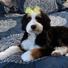 Bernedoodles and Goldendoodles from P&P Pups
