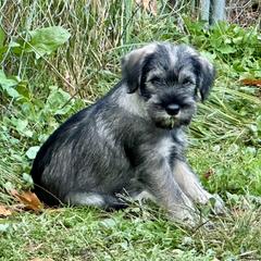 Showgirl - Pepper and salt female Standard Schnauzer puppy in Etna, Maine from Kinobi Standard Schnauzers