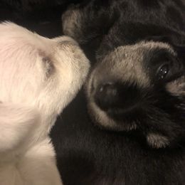 Miniature Schnauzer and Poodle Puppies from Bits & Bytes Farm