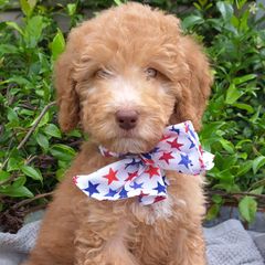 Hot Pink Collar - Red Double Doodle puppy in Georgia from H & M Doodles
