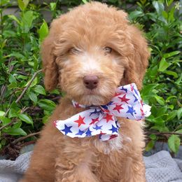 Hot Pink Collar - Red Double Doodle puppy in Georgia from H & M Doodles