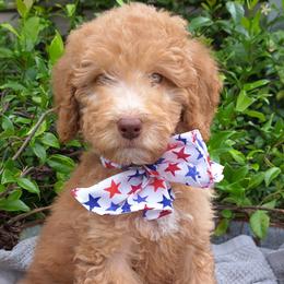 Hot Pink Collar - Red Double Doodle puppy in Georgia from H & M Doodles