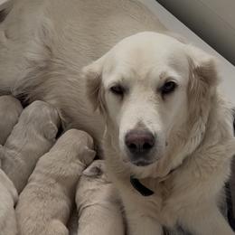 Dolly Walking On Sunshine - Golden Retriever