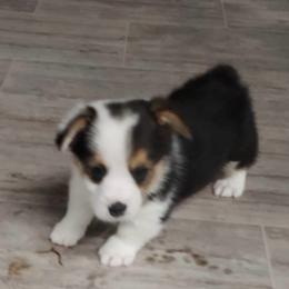 Boy 1 - Black and tan male Pembroke Welsh Corgi puppy in Tucson, Arizona from Sierrita Mountain Corgis
