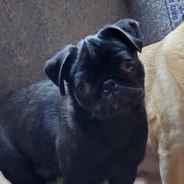 Rick - Pug