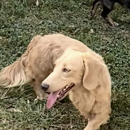 Jamie - Dachshund