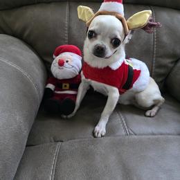 C and M'S Oh Boy Oh Boy Oh Boy - Cream and white male Chihuahua puppy in Loxahatchee, Florida from Dynasty Farms AKC Chihuahuas