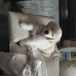 Golden Retriever Puppies from Chrysanthos Golden Retrievers