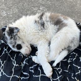 Border Collie Puppies from Roaring River Border Collies