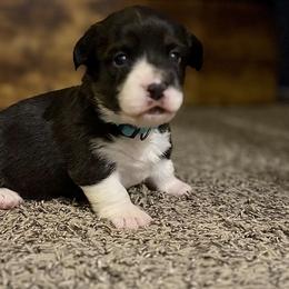 Dove - Black and white female American Corgi puppy in Temple, Texas from Silver Moon Cardigan and American Corgis