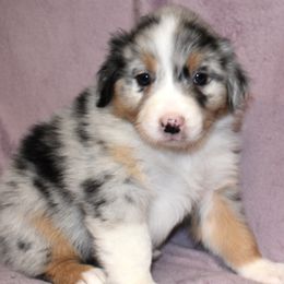 Stella - Blue merle female Australian Shepherd puppy in Ruffin, North Carolina from Ramblin Ridge Australian Shepherds