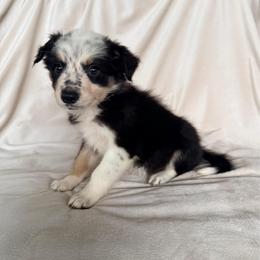 Female Black Tri V - Tri-color female Border Collie puppy in Okeechobee, Florida from Cowtown Corgis & Border Collies